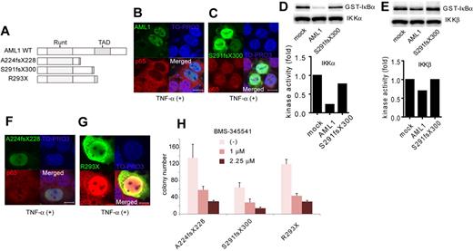 Figure 5. A critical role of NF-κB signaling in the myeloid transformation induced by AML1 mutants. (A) Schematic presentation of structures of the AML1 mutants. Runt indicates Runt domain, and TAD indicates transactivating domain. (B-C) Nuclear translocation assays of p65 in HEK293T cells transduced with AML1 mutants as indicated, 20 minutes after the addition of TNF-α. AML1 (B) and S291fsX300 (C). Scale bar represents 10 μm. (D-E) In vitro kinase assays of IKKα (D) or IKKβ (E) in HEK293T cells transduced with AML1 or S291fsX300, 20 minutes after the addition of TNF-α. Kinase activities were detected by autoradiography and quantified with ImageJ Version 1.41o software.31 (F-G) Nuclear translocation assays of p65 in HEK293T cells transduced with AML1 mutants as indicated, 20 minutes after the addition of TNF-α. A224fsX228 (F) and R293X (G). Scale bar represents 10 μm. (H) Colony counts from the serial replating assays of AML1-mutants-transformed cells with BMS-345541. Error bars show mean ± SEM.