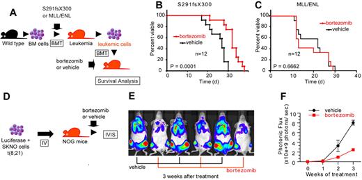Figure 7. Bortezomib inhibits the proliferation of leukemic cells with AML1 S291fsX300 or AML1/ETO in vivo. (A) Schematic representation of the following experiments. Spleen cells isolated from S291fsX300-expressing leukemia mice were transplanted into sublethally irradiated (7.5 Gy) recipient mice. These mice were treated with twice weekly injections of vehicle or bortezomib. (B) Survival curves of mice transplanted with S291fsX300-induced leukemic cells treated with vehicle or bortezomib. Each group contains 12 mice. (C) Survival curves of mice transplanted with MLL/ENL-induced leukemic cells treated with vehicle or bortezomib. Each group contains 12 mice. The overall survival of mice in BM transplantation assays was analyzed by log-rank (Mantel-Cox) test. (D) Schematic representation of the following experiments. Luciferase positive SKNO-1 cells were injected into sublethally irradiated (2.0 Gy) NOG mice via tail vein, and these mice were treated with twice weekly injections of vehicle or bortezomib. (E-F) Tumor burden was quantified using in vivo bioluminescence imaging. Each group contains 3 mice.