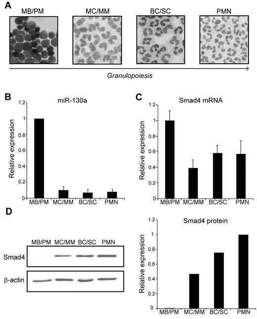 Figure 1. Expression of miR-130a and Smad4 during granulopoiesis. (A) Cytospins of purified cells displaying the structure of the 4 subpopulations isolated from BM (MBs and PMs, MCs and MMs, and BCs and SCs), and from peripheral blood (PMN). The arrow indicates cells of increasing maturity. Images were acquired on a Olympus BX51 (60×/1.40 PlanApopchromat oil objective, florescences free immersion oil (Applichem) microscope using Olympus DP 70 camera and analyzed with analySIS B software package (Olympus). (B) The average miRNA expression levels in 6 donors determined by real-time PCR. The SD refers to differences between donors. (C) The relative expression level of Smad4 mRNA in the isolated subpopulations determined by real-time PCR after normalization to β-actin. Data are shown as the mean ± SD from triplicate measurements. (D left) Representative immunoblot of Smad4 protein expression in the 4 isolated subpopulations. The right panel shows the relative expression of Smad4 normalized to β-actin expression. The experiment was repeated 3 times with similar results. The highest value among those being compared was assigned the value 1, and the relative expression of the other samples was recalculated accordingly.