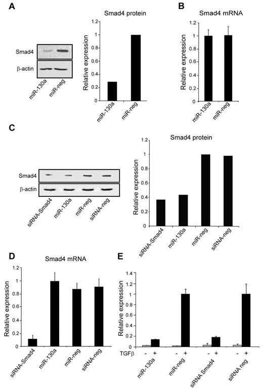 Figure 2. Effect of miR-130a on Smad4 expression. (A) HEK293 cells were transfected with miR-130a and a scrambled pre-miR (miR-neg), respectively. The immunoblot shows down-regulation of Smad4 protein in cells transfected with pre-miR-130a compared with scramble pre-miR at 48 hours. The graph displays the relative expression of Smad4, normalized to β-actin expression. The experiment was repeated 3 times with similar results. (B) The relative expression of Smad4 mRNA in HEK293 cells transfected with pre–miR-130a and miR-neg as in panel A. The Smad4 mRNA level was measured by real-time PCR and normalized to β-actin expression. Data are shown as the mean ± SD from triplicate measurements. (C) Western blot analysis showing the expression level of Smad4 protein in A549 cells transfected with siRNA-Smad4, pre–miR-130a, miR-neg, or siRNA-neg at 48 hours after transfection. The graph shows the relative expression of Smad4 normalized to β-actin expression. (D) The relative expression level of Smad4 mRNA in A549 cells transfected with siRNA-Smad4, pre–miR-130a, miR-neg, or siRNA-neg at 48 hours after transfection. Smad4 mRNA expression was measured by real-time PCR and normalized to β-actin expression. Data are shown as the mean ± SD from triplicate measurements. (E) A549 cells were cotransfected with a TGF-β inducible firefly luciferase reporter plasmid (CAGA12-MLP-Luc) that carries the Smad-binding element of the plasminogen activator inhibitor-1 gene, a renilla luciferase reporter for normalization of transfection, and with siRNA-Smad4, pre–miR-130a, miR-neg, or siRNA-neg, respectively. The cells were cultured in standard medium for 24 hours and then incubated with or without human recombinant TGF-β1 (20nM) for an additional 6 hours before determination of luciferase activity by use of the Dual-Luciferase Reporter Assay System. The experiment was repeated 3 times with similar results. The highest value in the transfection series was assigned the value 1, and the relative expression of the other samples was recalculated accordingly.