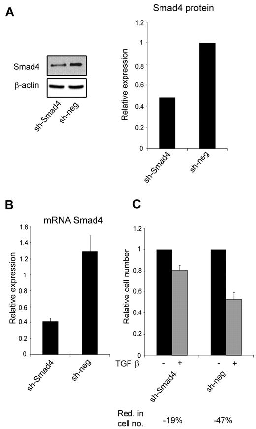 Figure 4. The effect of knocking-down Smad4 expression with a shRNA against Smad4 mRNA. (A) Immunoblot showing Smad4 protein expression in 32Dcl3 stably transfected with a plasmid encoding a short hairpin against Smad4 (sh-Smad4) or a nonsilencing short hairpin (sh-neg), respectively. The graph shows the relative expression of Smad4 normalized to β-actin expression. (B) The relative expression level of Smad4 mRNA in the 32Dcl3 clones sh-Smad4 and sh-neg, respectively. Smad4 mRNA expression was measured by real-time PCR and normalized to β-actin expression. Data are shown as the mean ± SD from triplicate measurements. (C) Cell proliferation assays were performed with the 32Dcl3 clones sh-Smad4 and sh-neg in the presence or absence of human recombinant TGF-β1 (20nM). The graph shows the relative number of cells after 4 days when TGF-β1–stimulated cells are compared with unstimulated cells for each clone. The reduction in cell number (Red. in cell no.) for TGF-β1–stimulated cells for each clone was 19% for sh-Smad4 and 47% for sh-neg. The cell number for the unstimulated cells was assigned the value 1, and the relative number of TGF-β1–stimulated cells was recalculated accordingly.
