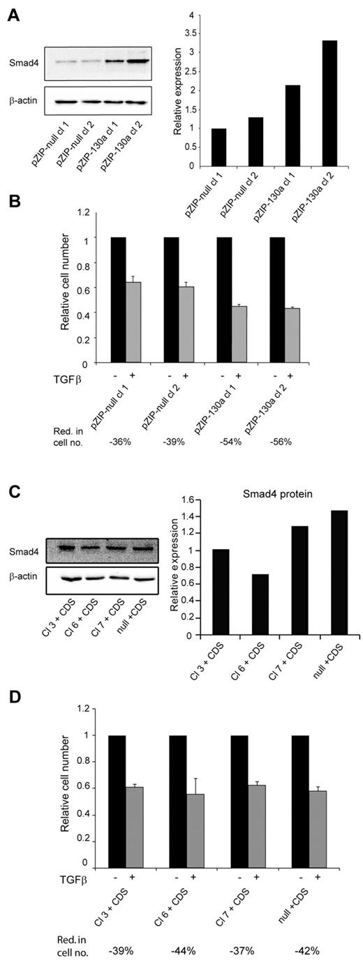 Figure 5. TGF-β1 sensitivity is restored by antisense RNA against miRNA-130a or expression of a Smad4 mRNA lacking miR-130a–binding sites. (A) 2 32Dcl3 clones stably transfected with pmiRZIP-130a (pZIP-130a–cl 1 and pZIP-130a–cl 2) or pmiRZIP-null (pZIP-null–cl 1and pZIP-null–cl 2) were tested for Smad4 expression by immunoblotting. The graph shows the relative expression of Smad4 normalized to β-actin expression. (B) Cell proliferation assays were performed with pZIP-null–cl 1, pZIP-null–cl 2, pZIP-130a–cl 1, and pZIP-130a–cl 2 in the presence or absence of human recombinant TGF-β1 (20nM). The mean reduction in cell number (Red. in cell no.) for TGF-β1–stimulated cells for each clone was 36% for pZIP-null–cl 1, 39% for pZIP-null–cl 2, 54% for pZIP-130a–cl 1, and 56% for pZIP-130a–cl 2 (the values are based on 3 independent growth experiments). (C) The 4 clones stably transfected with pEGP-miR-130a (Cl 3, Cl 6, and Cl 7) and pEGP-null (null) were stably transfected with a plasmid expressing Smad4 mRNA with a 3′-UTR lacking the miR-130a-binding sites (CDS). The immunoblot shows Smad4 protein expression in the clones Cl 3 + CDS, Cl 6 + CDS, Cl 7 + CDS, and null + CDS. The graph shows the relative expression of Smad4 normalized to β-actin expression. (D) Cell proliferation assays were performed with the clones Cl 3 + CDS, Cl 6 + CDS, Cl 7 + CDS, and null + CDS in the presence or absence of human recombinant TGF-β1 (20nM). The cell number for the unstimulated cells was assigned the value 1, and the relative number of TGF-β1–stimulated cells was recalculated accordingly. The mean reduction in cell number (Red. in cell no.) for TGF-β1–stimulated cells for each clone was 39% for Cl 3 + CDS, 44% for Cl 6 + CDS, 37% for Cl 7 + CDS, and 42% for null + CDS (the values are based on 3 independent growth experiments).