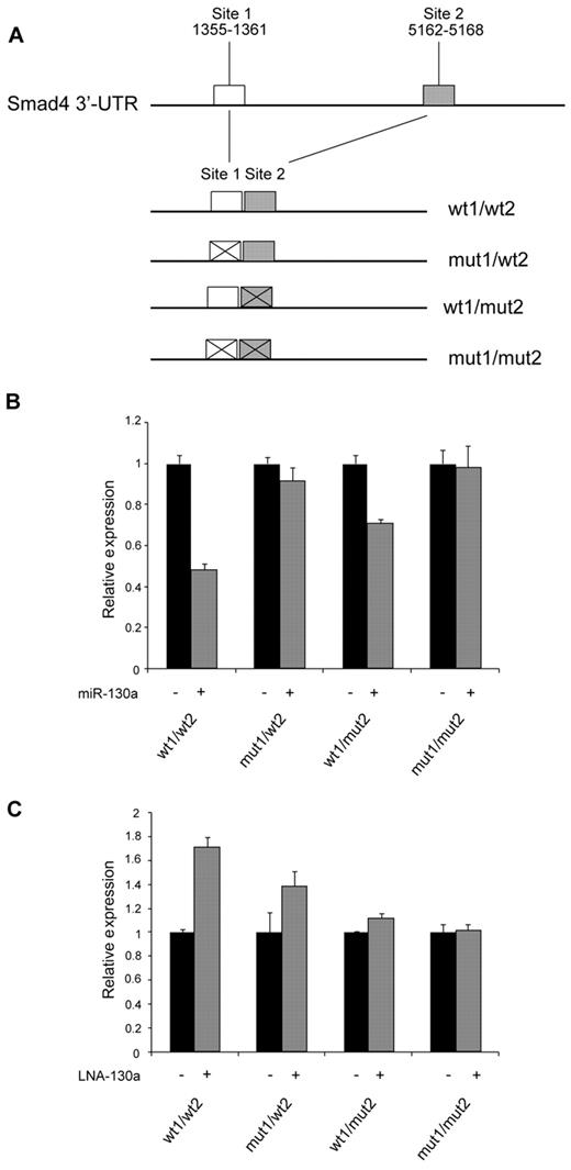 Figure 6. Identification of miR-130a binding sites in the Smad4 mRNA. (A) Schematic drawing showing the cloning of the predicted miR-130a binding sites in the 3′-UTR of pMIR-REPORT. (B-C) 32Dcl3 cells were transfected individually with the firefly expression vector pMIR-REPORT containing 1 of the 4 different constructs (wt1/wt2, mut1/wt2, wt1/mut2, and mut1/mut2) along with a renilla luciferase vector (for normalization) and pre–miR-130a/scrambled miRNA (B) or LNA-130a/LNA-neg (C), respectively. Relative firefly luciferase activity is shown after normalizing to the renilla luminescence. Data are shown as the mean ± SD from triplicate measurements. The expression from the transfections with the controls (miR-neg and LNA-neg) was assigned the value 1, and the relative expression measured from the constructs cotransfected with miR-130a or LNA-130a was recalculated accordingly.
