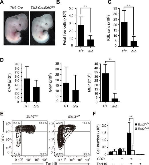 Figure 1. Tie2-Cre;Ezh2fl/fl embryos die at mid-gestation. (A) Appearance of Tie2-Cre and Tie2-Cre;Ezh2fl/fl embryos at E12.5. (B-D) Absolute cell numbers of whole fetal liver at E12.5 (Tie2-Cre;Ezh2, n = 27; Tie2-Cre;Ezh2fl/fl, n = 32) (B), KSL cells per fetal liver at E12.5 (Tie2-Cre;Ezh2, n = 11; Tie2-Cre;Ezh2fl/fl, n = 15) (C), and myeloid progenitors per fetal liver at E12.5 (Tie2-Cre, n = 10; Tie2-Cre;Ezh2fl/fl, n = 6) (D). Data are mean ± SD. (E) FACS profiles of erythroid differentiation in Tie2-Cre;Ezh2fl/fl fetal livers at E12.5. Representative FACS profiles are shown. (F) Absolute numbers of erythroblasts in the fractions defined by expression of CD71 and Ter119. Data are mean ± SD (Tie2-Cre, n = 3; Tie2-Cre;Ezh2fl/fl, n = 7). **P < .005.