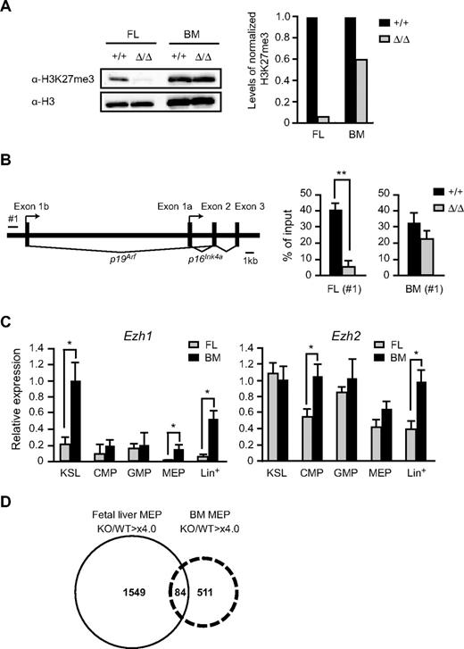 Figure 5. Levels of trimethylation of H3K27 in the absence of Ezh2. (A) Levels of trimethylation at H3K27 in Ezh2Δ/Δ fetal livers. Histones were extracted from CD45+Lin− immature hematopoietic cells purified from E12.5 Tie2-Cre (Ezh2+/+) or Tie2-Cre;Ezh2fl/fl (Ezh2Δ/Δ) fetal liver cells (left 2 lanes) and from recipients' BM repopulated by E12.5 Tie2-Cre (Ezh2+/+) or Tie2-Cre;Ezh2fl/fl (Ezh2Δ/Δ) fetal liver cells (right 2 lanes), and were analyzed by Western blotting using an anti–H3K27me3 antibody. Levels of trimethylated H3K27 were normalized to the amount of H3 and are indicated relative to Tie2-Cre control values. (B) A schematic representation of the Ink4a/Arf locus (left panel). ChIP assays were performed using an anti–H3K27me3 antibody. The regions amplified from the precipitated DNA by site-specific quantitative PCR are indicated by a bar (#1). Quantitative ChIP analysis of the Ink4a/Arf locus in CD45+Lin− cells from E12.5 Tie2-Cre (Ezh2+/+) and Tie2-Cre;Ezh2fl/fl (Ezh2Δ/Δ) fetal livers and CD45+Lin−c-Kit+ cells from recipients' BM repopulated with Cre-ERT (Ezh2+/+) or Cre-ERT;Ezh2fl/fl (Ezh2Δ/Δ) BM cells at 32 weeks after tamoxifen treatment. Percentages of input DNA are shown as the mean ± SD (right panel). (C) Quantitative RT-PCR analysis of Ezh1 and Ezh2 expression in E14.5 fetal liver and BM from 8-week-old mice. mRNA levels in indicated hematopoietic fractions were normalized to Hprt1 expression. Expression levels relative to those in the BM KSL cells are shown as the mean ± SD for triplicate analyses. Lin+ indicates lineage marker-positive differentiated hematopoietic cells. (D) A Venn diagram depicting derepressed genes (> 4-fold) in Ezh2-deficient fetal liver MEPs and BM MEPs.