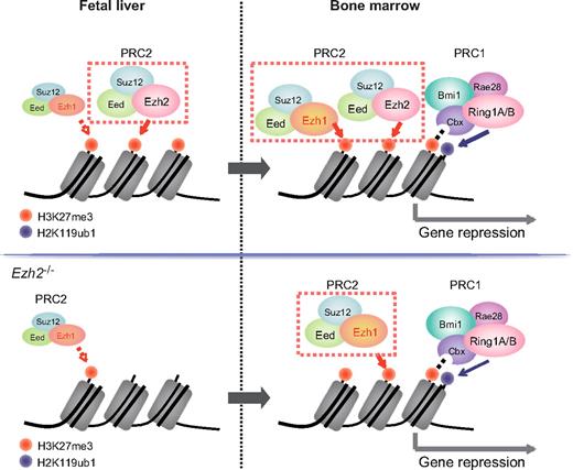 Figure 6. PcG proteins behave differentially in fetal liver and adult BM HSCs. In this study, Ezh1 contributed little to fetal liver HSCs similar to a PRC1 protein, Bmi1, even in the absence of Ezh2 (top left panel, wild-type HSCs; bottom left panel, Ezh2−/− HSCs). In BM, Ezh2-mediated gene silencing is reinforced by Ezh1 and mono-ubiquitylation at H2AK119 by Bmi1-containing PRC2 (top right panel, wild-type HSCs; bottom right panel, Ezh2−/− HSCs). Differential epigenetic regulation by PcG proteins might have a strong impact on the cell cycle status of proliferative fetal and quiescent adult HSCs.
