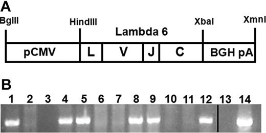 Figure 1. Schematic of the CMV-λ6 construct which is transmitted in the transgenic mouse genome. (A) The CMV-λ6 transgenic construct including the full-length immunoglobulin LC containing a leader (L), variable (V), joining (J), and constant (C) domain was expressed using the CMV promoter (pCMV) and capped with the bovine growth hormone polyadenylation sequence (BGH pA). (B) PCR genotyping of a representative litter of 10 pups (lanes 3-12) generated by crossing a transgenic line AL55 female (lane 1) and a wild-type male (lane 2) produced 50% transgene positive offspring as expected. Negative (no DNA, lane 13) and positive (plasmid DNA, lane 14) controls are present. The vertical line indicates that noncontiguous lanes from the same agarose gel image are displayed together.