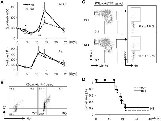 Figure 4. Dmtf1−/− BM cells have enhanced rebound kinetics after myelotoxic stress. (A) Kinetics of PB count during recovery from BM suppression after a single injection of 5-FU (150 mg/kg; n = 7-8 per genotype). (B) BM cells from WT or Dmtf1-KO mice were collected 5 days after a single injection of 5-FU (150 mg/kg) and were stained with Hst/Py. One representative set of dot plots from 3 independent experiments with similar results showing cell-cycle status of WT and KO KSL cells. (C) BrdU incorporation in slamKSL cells at day 5 after a single injection of 5-FU (150 mg/kg). Results are shown as average ± SD (n = 3). *P < .03. (D) Dmtf1+/+ or Dmtf1−/− BM cells were transplanted into irradiated B/J mice (n = 10 for each group). After 3 months, 5-FU (135 mg/kg) was injected IP weekly for 3 consecutive weeks and survival was monitored daily. Data shown were plotted in a Kaplan-Meyer curve and the results were analyzed with a log-rank nonparametric test.