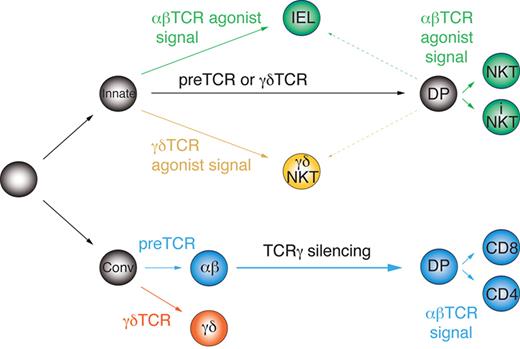Figure 6. Parallel development model of innate and conventional T-cell lineages. Innate and conventional precursors diverge early before αβ/γδ lineage commitment and react differently to autonomous and agonistic TCR signals.