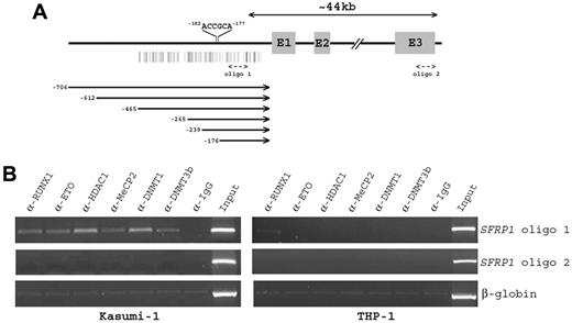 Figure 4. ChIP analysis of RUNX1-ETO binding to the SFRP1 promoter. (A) Schematic representation of the genomic structure of human SFRP1 gene. The locations of the consensus RUNX binding site (5′-ACCGCA-3′) on the SFRP1 promoter and the 2 oligos used in ChIP analysis are shown. Shaded boxes represent the 3 coding exons (E1-E3), and vertical bars indicate the predicted promoter CpG island. Horizontal lines below the figure indicate the promoter deletions analyzed in Figure 5. The first nucleotide of start codon is assigned as +1. (B) Chromatin from t(8;21)–positive Kasumi-1 and t(8;21)–negative THP-1 cells was immunoprecipitated with the indicated Abs. PCR was performed with oligo 1 primers designed to amplify DNA sequences surrounding the RUNX binding site on the SFRP1 promoter. Oligo 2 primers were designed to amplify a distal region of the SFRP1 gene lacking RUNX site to evaluate the specificity of protein binding. Amplification of β-globin DNA served as a control for nonspecific precipitated sequences.
