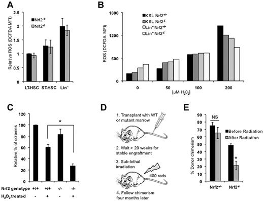Figure 2. Nrf2−/− HSPCs have no increase in basal ROS but are more susceptible to oxidative stress. (A) ROS levels in Nrf2+/+ and Nrf2−/− BM cells. BM isolated from Nrf2+/+ and Nrf2−/− mice was incubated with H2-CM-DCFDA to detect intracellular ROS by flow cytometry. Mean fluorescence intensity was measured in LT-HSC (CD34− c-Kit+Sca1+Lin−), ST-HSC (CD34+ c-Kit+Sca1+Lin−), and Lin+ cells. Relative MFIs are normalized to wild-type LT-HSCs. Data represent mean values from 13 mice of each genotype in 4 different experiments. (B) Induction of intracellular ROS in Nrf2+/+ and Nrf2−/− BM cells by increasing doses of H2O2. BM cultured in normoxia for 30 minutes with H2O2 (50-200μM) to induce oxidative stress. BM from 3 mice per genotype was pooled for each concentration of H2O2. Data are mean fluorescence intensity values of H2-CM-DCFDA (arbitrary units). (C) Nrf2−/− progenitors show increased sensitivity to oxidative stress in vitro. Whole BM cells were treated with 50μM H2O2 for 30 minutes, plated in methylcellulose medium supplemented with cytokines, and colonies were scored at 14 days. Data are mean values from 3 individual mice plated in duplicated. *P = .012. (D) Schema for testing in vivo sensitivity of Nrf2−/− LT-HSCs to radiation injury. Mice were transplanted with Nrf2 +/+ or Nrf2−/− and allowed to form stable chimeras. Mice were then treated with a sublethal dose of radiation (400 rads) and their chimerism compared 4 months later to assess the effect of radiation on LT-HSCs. (E) Nrf2−/− LT-HSCs show increased radiosensitivity. Four months after radiation, peripheral blood chimerism returned to baseline in mice transplanted with Nrf2+/+ BM, but remained much lower in Nrf2−/− chimeras, suggesting a selective loss of Nrf2−/− LT-HSCs. *P = .018