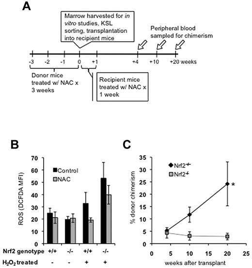 Figure 3. NAC protects HSPCs from exogenous ROS, but does not rescue transplantation defect in Nrf2−/− cells. (A) Experimental schema for NAC experiments. (B) Treatment with NAC protects Nrf2+/+ and Nrf2−/− HPSCs from induction of ROS. Mice were treated with daily IP injection of NAC (100 μg/kg/d) for 3 weeks and their BM harvested. Cells were labeled with Abs, treated with 50μM H2O2 for 30 minutes, and then stained with H2-CM-DCFDA to measure intracellular ROS. Data are average MFI values in the KSL population (arbitrary units). Three mice were analyzed in each group. (C) Treatment with NAC does not rescue transplantation defect in Nrf2−/− HPSCs. Mice were treated with NAC for 3 weeks, BM was harvested, and KSL cells were isolated by FACS. KSL cells (500/mouse) were transplanted, along with 250 000 CD45.1 competitor normal BM cells, and injected into lethally irradiated CD45.1 hosts. Peripheral blood was analyzed for donor chimerism at the indicated time points. Data are average peripheral blood engraftments from 5 total recipient mice per genotype. *P = .03 at 20 weeks.