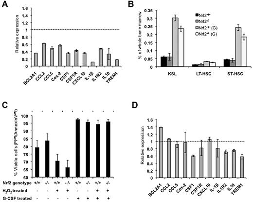 Figure 4. G-CSF restores cytokine signaling and promotes survival of Nrf2−/− HSPCs. (A) Gene expression of inflammatory cytokines, cytokine receptors, and prosurvival molecules is down-regulated in Nrf2−/− KSL cells. BM was harvested from 5 mice/group and KSL cells were isolated by FACS. RNA was isolated from sorted cells and quantitative RT-PCR performed for specific genes. Data are average values from 2 separate experiments and are normalized to expression levels in Nrf2+/+ KSL cells (represented by the dotted line). BCL2A1 inidicates BCL2-related protein A1; CCL2, chemokine (C-C motif) ligand 2; CCL5, chemokine (C-C motif) ligand 5; CSF1, colony-stimulating factor 1 (macrophage); CSF1R, colony-stimulating factor 1 receptor; CXCL10, chemokine (C-X-C motif) ligand 10; IL1B, interleukin 1 beta; IL1R, interleukin 1 receptor type II; IL10, interleukin 10; and TREM1, triggering receptor expressed on myeloid cells 1. (B) G-CSF treatment leads to expansion of KSL, LT-HSC, and ST-HSC compartments in both Nrf2+/+ and Nrf2−/− mice. Mice were treated with 100 μg/kg of G-CSF daily or vehicle control for 1 week, and BM was isolated and labeled with Abs and analyzed by flow cytometry. Data are averages from 3 mice per group. (C) G-CSF treatment enhances survival of Nrf2+/+ and Nrf2−/− HSPCs. Mice were treated with 100 μg/kg of G-CSF daily or vehicle control for 1 week. BM from 3 mice in each group was isolated, pooled, and treated with H2O2 (50μm for 30 minutes) or control and cultured in serum-free medium at an atmospheric O2 concentration for 6 hours. Viable cells were annexin V−/propidium iodide−. Data are averages from 3 replicates. (D) G-CSF treatment corrects many of the gene-expression differences seen between Nrf2+/+ and Nrf2−/− KSL cells. Mice were treated with 100 μg/kg of G-CSF daily or control for 1 week, and KSL cells were isolated from BM. Quantitative RT-PCR was performed and analyzed as described in panel A.