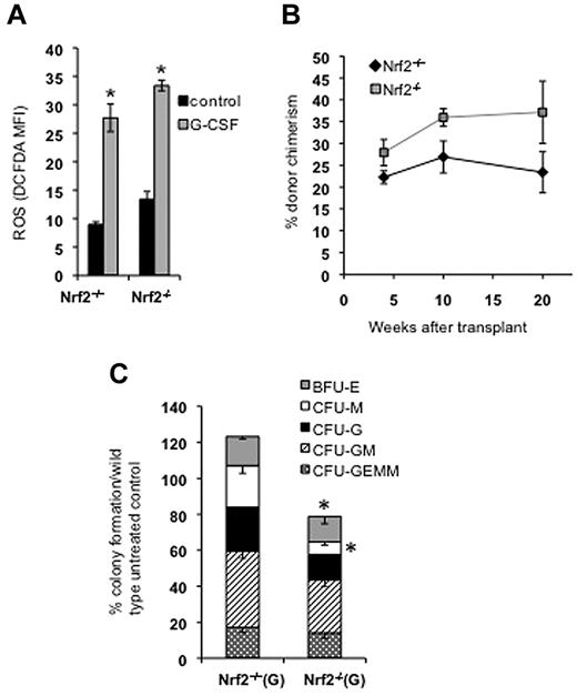 Figure 5. G-CSF treatment induces ROS in HSPCs and rescues Nrf2−/− HSPC transplantation. (A) G-CSF treatment induces ROS in KSL cells. Nrf2+/+ and Nrf2−/− mice were treated with 100 μg/kg of G-CSF daily for 1 week and their BM was examined for ROS using H2-CM-DCFDA. G-CSF induces a 3-fold increase in ROS in the KSL compartment. Data are mean values from 3 mice in each group. *P < .05. (B) G-CSF treatment rescued the hematopoietic transplantation defect in the Nrf2−/− HSPCs. Nrf2+/+ and Nrf2−/− mice were treated with 100 μg/kg of G-CSF daily for 1 week. CD45.2 BM cells (250 000) from each genotype were transplanted with 250 000 CD45.1 competitor cells, and peripheral blood was examined for chimerism at the indicated time points. Peripheral blood chimerism was higher mice transplanted with Nrf2−/− cells, but this was not statistically significant (P = .19), at 20 weeks after transplantation (n = 5 in each group). (C) G-CSF treatment does not improve in vitro myeloid colony formation of Nrf2−/− BM. Nrf2+/+ and Nrf2−/− mice were treated with 100 μg/kg of G-CSF daily for 1 week, 20 000 unsorted BM cells were plated in methylcellulose medium supplemented with cytokines, and colonies were scored at 14 days. Data represent mean colony number from 3 separate mice each plated in duplicate (normalized to untreated wild-type). *P < .03.