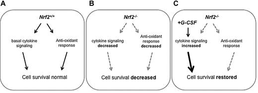 Figure 6. Model demonstrating role of Nrf2 in HSPCs. (A) In Nrf2+/+ BM, normal levels of Nrf2 are associated with low levels of ROS in HSPCs and intact cytokine signaling. (B) In Nrf2−/− BM, basal levels ROS are not increased in HSPCs, but HSPC survival is decreased due to reduced cytokine signaling levels. Nrf2−/− stem/progenitor cells show increased sensitivity to induced ROS. (C) G-CSF induces ROS in both Nrf2+/+ and Nrf2−/− HSPCs. Although Nrf2 loss is associated with increased sensitivity to ROS, G-CSF is able to restore HSPC survival despite an increase in ROS.