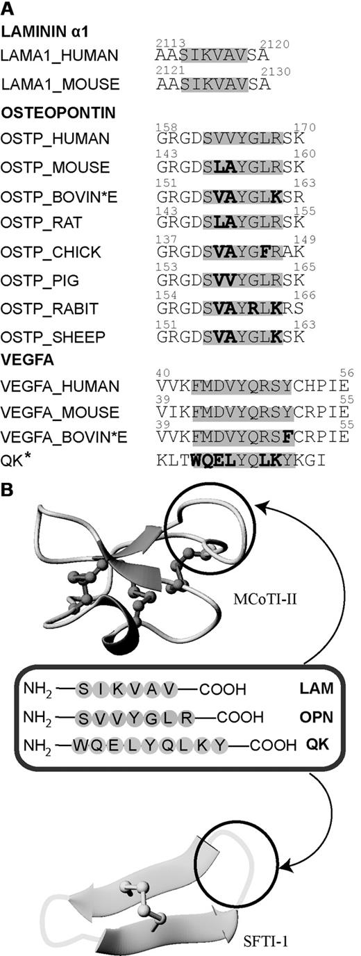 Figure 1. Sequence comparison of laminin α1, osteopontin, and VEGFA in various species and overview diagram of the loops where angiogenic peptides were grafted into MCoTI-II and SFTI-1 scaffolds. (A) Sequence alignment of the laminin α1, osteopontin, and QK sequences from different organisms. Active angiogenesis sequences are highlighted in gray. Nonconserved residues in the active region are bolded. The asterisk indicates that the QK peptide is a chemically designed peptide that mimics the sequence of VEGFA. (B) MCoTI-II (PDB ID: 1HA9) and SFTI-1 (PDB ID: 1JBL) used as scaffolds for grafting 3 major angiogenic sequences. Loop 6 of MCoTI-II and the trypsin-inhibitor loop of SFTI-1 are the regions for introducing pro-angiogenic sequences. These loops are circled in black.