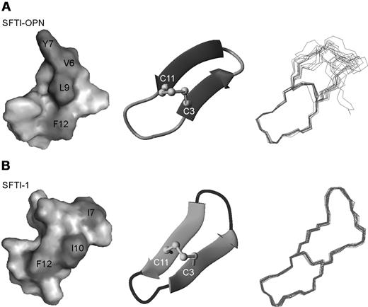 Figure 6. Structure analysis of SFTI-1 and SFTI-OPN. (A) The surface diagram, ribbon representation, and 15 lowest-energy structures of SFTI-OPN. (B) The surface diagram, ribbon representation, and 20 lowest-energy structures of native SFTI-1. Hydrophobic residues are labeled and highlighted in dark gray. These diagrams were created in MolMol.31