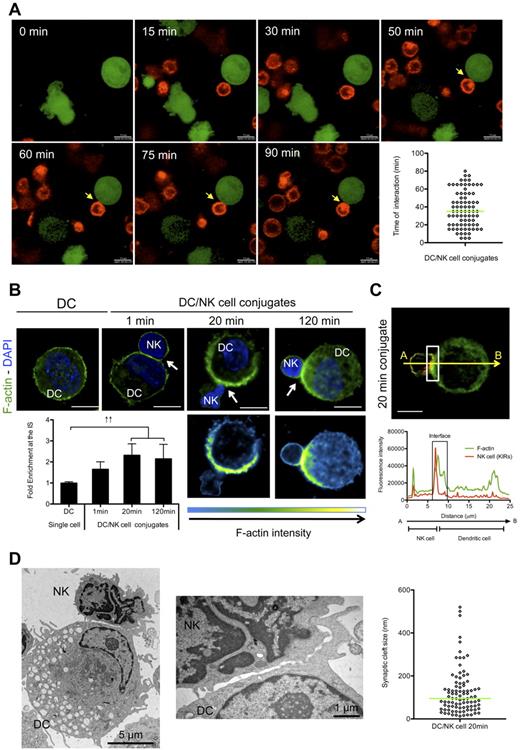 Figure 1. The formation of the regulatory synapse between mature DCs and resting NK cells is a fast event and matures with DC-derived f-actin polymerization at the synapse. (A) CSFE-labeled mature DCs (green) were co-cultured with PKH26 labeled NK cells (red) in extracellular matrix. Conjugate formation was visualized by live cell imaging (see supplemental Video 1). Pictures were acquired every 5 minutes for at least 90 minutes. Arrows indicate the immunologic synapse. A representative conjugate is shown. The graph represents the duration of different synapses between DCs and NK cells. (B) Mature DC single cell cultures or mature DC/resting NK-cell cocultures were fixed after 1, 20 minutes or 120 minutes of interaction and f-actin was stained with bodipy conjugated phallacidin (green). DAPI was used to stain nuclear DNA (blue). Arrows indicate the synapse. The graph represents the quantification of f-actin staining intensity at the synapse compared with the staining at the opposite side of the same DC. Values were normalized to the values of molecule distribution in unconjugated cells, assigned as 1. (C) Mature DCs were allowed to conjugate with resting NK cells for 20 minutes. Cocultures were fixed and stained with bodipy conjugated phallacidin to stain f-actin (green) and anti-KIRs antibodies (red). The fluorescence intensities of KIRs and f-actin stainings were plotted along the indicated trajectory, from A to B. The synapse area in cellular conjugates is indicated by boxes. (D) Mature DCs were allowed to conjugate with resting NK cells for 20 minutes. Cocultures were fixed and treated for TEM analysis. Original magnifications are 4200× and 17 500×, respectively from left to right. The graph represents the size of several regions in the synaptic clefts of 5 DC/NK-cell conjugates. Images are representative of 1 experiment for TEM images and at least 3 independent experiments for the other techniques. Original magnifications are 100× for all the light microscopy images. Values on graph bars are medians and error bars represent interquartile ranges from the analysis of at least 100 conjugates from at least 3 independent experiments. ↑↑ indicates fold increase > 2. Scale bars are 10 μm unless specified otherwise.