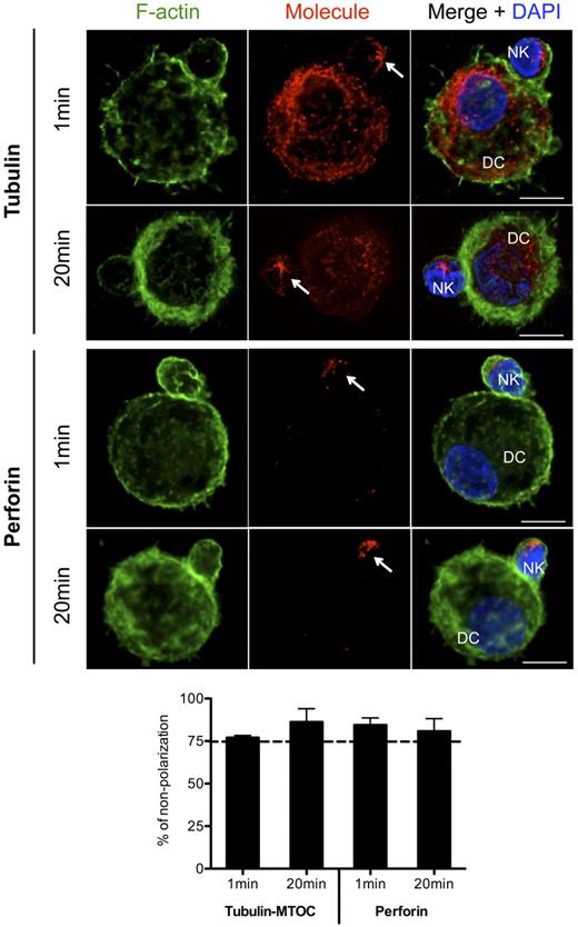 Figure 2. MTOC and perforin granules do not polarize to the synapse of autologous mature DCs with resting NK cells. Co-cultures of mature DCs with resting NK cells were fixed after 1 or 20 minutes of interaction. F-actin (green), nuclear DNA (blue) and α-tubulin or perforin (red) were stained. Arrows indicates MTOC (top) and perforin granules (bottom) of NK cells. The number of conjugates with MTOCs or perforin granules distant from the synapse was plotted in the graph as percentages of total number of conjugates analyzed. Original magnifications are 100× for all the microscopy images. A total of at least 200 conjugates from 3 independent experiments were analyzed. Values on graph bars are medians and error bars represent interquartile ranges. *P < .05. Statistics were performed with a null value of 75%, representing random distribution. Scale bars are 10 μm.