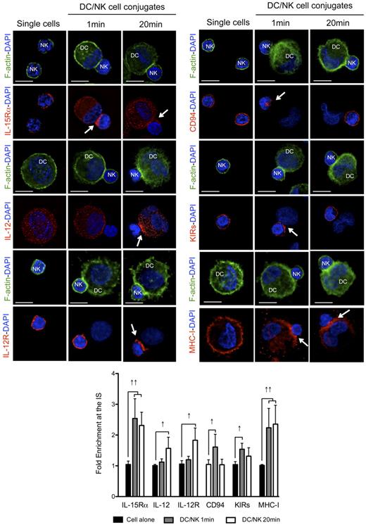 Figure 3. Activating and inhibitory molecules polarize with different kinetics to the interface of conjugates between mature DCs and resting NK cells. Single cell cultures or cocultures of mature DCs with resting NK cells were fixed after 1 or 20 minutes of interaction and f-actin (green), nuclear DNA (blue) and IL-15Rα, IL-12, IL-12R, CD94, KIRs, or MHC class I (red) were stained. Arrows indicate molecule enrichment at the synapse. The graph represents the quantification of molecule staining intensity at the synapse, compared with the staining at the opposite side of the same conjugated cell. Values were normalized to the values of molecule distribution in unconjugated cells, assigned as 1. Images are representative of at least 3 independent experiments. Original magnifications are 100× for all the microscopy images. Values on graph bars represent medians from the analysis of at least 100 conjugates, from at least 3 independent experiments. Error bars indicate interquartile ranges. ↑↑ indicates fold enrichment > 2 for molecules that exist in both DC and NK cell (IL-15Rα and MHC class I); and ↑, fold enrichment > 1.5 for molecules that exist in only 1 cell (IL-12, IL-12R, CD94, and KIRs). Scale bars are 10 μm.
