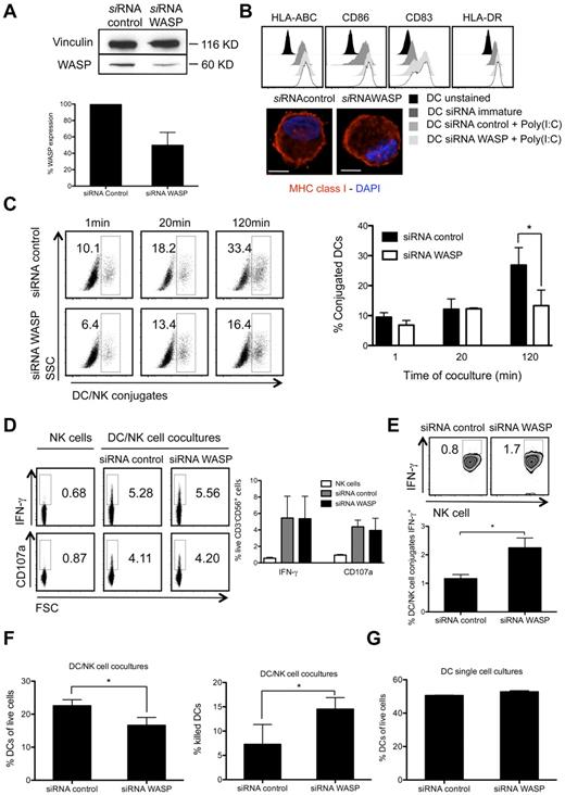 Figure 4. DC-derived f-actin dynamics play a role in the maturation of interactions with resting NK cells and DC survival on NK cell activation. (A) Mature DCs treated with siRNA control or siRNA targeting WASP were lysed and protein extracts were run on SDS-page gels. Vinculin (as a loading control) and WASP were detected by Western blot and protein levels were quantified by ImageJ. (B) Immature or mature control and ΔWASP DCs were stained with fluorochrome conjugated anti–HLA-ABC, -CD86, -CD83 and –HLA-DR antibodies and compared with unstained DCs by flow cytometry. For microscopy images, mature control or ΔWASP DCs were fixed and MHC class I molecules (red) and nuclear DNA (blue) were stained. (C) Mature control DCs, mature ΔWASP DCs and resting NK cells were prestained with vital dyes and cocultured for 1, 20, or 120 minutes. The percentage of NK cell-conjugated DCs was determined by flow cytometry. (D) NK cells were cultured alone or with mature control or ΔWASP DCs for 6 hours, in the presence of BFA. IFN-γ production by NK cells, as well as degranulation (CD107a staining) were assessed by ICS in flow cytometry. NK cells were gated as live, individual, CD3−CD56+ cells. (E) Mature control DCs, mature ΔWASP DCs and resting NK cells were prestained with vital dyes and cocultured for 6 hours, in the presence of BFA, and IFN-γ production by DC-conjugated NK cells was assessed by ICS in flow cytometry, above the high autofluorescence of nonconjugated DCs. (F) Mature control and ΔWASP DCs were cultured with resting NK cells for 6 hours, and the percentage of surviving DCs (% DCs of live cells) was assessed by flow cytometry, using the Fixable Aqua Live/Dead reagent (left graph). Mature control and ΔWASP DCs were prestained with vital dyes and cultured alone or with IL-2 activated NK cells, for 6 hours. The percentage of killed DCs (% killed DCs) was assessed by flow cytometry, using the TO-PRO-3 reagent (right graph). Medians ± interquartile ranges were plotted in the graphs, after subtracting the values of spontaneous lysis of DC single cell cultures. (G) Mature control and ΔWASP DCs were cultured alone for 6 hours, and the percentage of surviving DCs (% DCs of live cells) was assessed by flow cytometry, using the Fixable Aqua Live/Dead reagent. Plots are representative of at least 3 independent experiments. Values on graph bars represent medians from at least 3 independent experiments with duplicates. Error bars indicate interquartile ranges. Original magnifications are 100× for all the microscopy images. *P < .05. P values from Mann-Whitney test, nonparametric and bi-caudal. Scale bars are 10 μm.