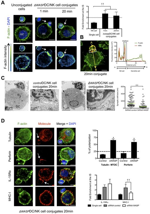 Figure 5. DC-derived f-actin dynamics are important for stabilization of MHC class I molecules at the synapse and for maintenance of its regulatory features. (A) Mature ΔWASP DC/resting NK-cell cocultures were fixed after 1 or 20 minutes of interaction and f-actin was stained with bodipy conjugated phallacidin (green). DAPI was used to stain nuclear DNA (blue). Arrows indicate the synapse. The graph represents the quantification of f-actin staining intensity at the synapse compared with the staining at the opposite side of the same NK cell. Values were normalized to the values of molecule distribution in unconjugated cells, assigned as 1. (B) Mature ΔWASP DCs were allowed to conjugate with resting NK cells for 20 minutes. Cocultures were fixed and stained with bodipy conjugated phallacidin to stain f-actin (green) and anti-KIRs antibodies (red). The fluorescence intensities of KIRs and f-actin stainings were plotted along the indicated trajectory, from A to B. The synapse area in cellular conjugates is indicated by boxes. (C) Mature ΔWASP and control DCs were allowed to conjugate with resting NK cells for 20 minutes. Cocultures were fixed and treated for TEM analysis. Original magnifications are 4200×, 13 500×, 4200× and 46 000×, from left to right. The graph represents the size of several regions in the synaptic clefts of 5 DC/NK-cell conjugates for each condition. (D) Mature control or ΔWASP DC co-cultures with resting NK cells were fixed after 20 minutes of interaction. F-actin (green), nuclear DNA (blue) and tubulin, perforin, IL-15Rα, or MHC class I (red) were stained. Arrows point to molecule enrichment at the synapse. The number of conjugates with MTOCs or perforin granules adjacent from the synapse were plotted, in the upper graph, as percentages of total number of conjugates analyzed. The lower graph represents the quantification of IL-15Rα and MHC class I staining intensity at the synapse, compared with the staining at the opposite side of the same conjugated cell. Values were normalized to the values of molecule distribution in unconjugated cells, assigned as 1. Images are representative of 1 experiment for TEM and at least 3 independent experiments for the others. Original magnifications are 100× for all the light microscopy images. Values on graph bars are medians and error bars represent interquartile ranges from the analysis of at least 100 conjugates from at least 3 independent experiments. ↑↑ indicates fold enrichment > 2. *P < .05. Statistics were performed with a null value of 25%, representing random distribution. Scale bars are 10 μm unless specified otherwise.