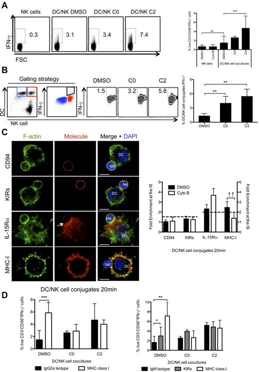 Figure 6. F-actin remodeling is essential for the maintenance of MHC class I/KIRs inhibitory signaling at the mature synapse between mature DCs and resting NK cells. (A) NK cells were cultured alone or with mature DCs for 6h, in the presence of BFA, and IFN-γ production by NK cells was assessed by ICS, followed by flow cytometry. DMSO and cytochalasin B were added at 0 or 2 hours after start of the culture (C0 and C2, respectively). NK cells were gated as live, individual, CD3−CD56+cells. (B) Mature DCs and resting NK cells were prestained with vital dyes and cocultured for 6 hours, in the presence of BFA. IFN-γ production by DC-conjugated NK cells was assessed by ICS in flow cytometry. DMSO or cytochalasin B were added at 0 or 2 hours after start of the coculture (C0 and C2, respectively). IFN-γ+ NK cell-conjugated DCs (in red) were gated as indicated, and could be detected despite the auto-fluorescence of unconjugated DCs (blue). (C) Cytochalasin B was added to cocultures of mature DCs and resting NK cells, and conjugates were fixed after 20 minutes of interaction. F-actin (green), nuclear DNA (blue) and CD94, KIRs, IL-15Rα, or MHC class I (red) were stained. Arrows point to molecule enrichment at the synapse. The graph represents the quantification of molecule staining intensity at the synapse compared with the staining at the opposite side of the same conjugated cell. Values were normalized to the values of molecule distribution in unconjugated cells, assigned as 1. (D) Resting NK cells or mature DCs were preincubated with anti-KIRs or anti-MHC class I blocking antibodies (HLA class I specific IgG2a in left and IgM in right panel), respectively, or with the isotype matched antibody controls. DMSO or cytochalasin B were added to cultures as in panel A. Plots are representative of at least 3 independent experiments. Values on graph bars represent medians from at least 3, or 2 for panel B, independent experiments with duplicates. Error bars indicate interquartile ranges. ↑↑ Fold enrichment > 2; *P < .05, **P < .001 and ***P < .0001. P values from Mann-Whitney test, nonparametric, and bi-caudal. Scale bars are 10 μm.
