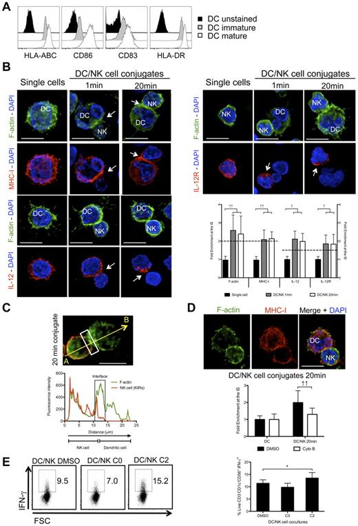 Figure 7. F-actin dynamics stabilizes MHC class I molecules at the mature synapse of NK cells with human blood DCs. (A) Mature or immature blood DCs were stained with fluorochrome conjugated anti–HLA-ABC, -CD86, -CD83 and –HLA-DR antibodies and compared with unstained blood DCs. (B) Single cell cultures or cocultures of mature blood DCs with resting NK cells were fixed after 1 or 20 minutes of interaction and f-actin (green), nuclear DNA (blue) and MHC class I, IL-12 or IL-12R (red) were stained. Arrows point to molecule enrichment at the synapse. The graph represents the quantification of molecule staining intensity at the synapse compared with the staining at the opposite side of the same conjugated cell. Values were normalized to the values of molecule distribution in unconjugated cells, assigned as 1. (C) Mature blood DCs were allowed to conjugate with resting NK cells for 20 minutes. Cocultures were fixed and stained with bodipy-conjugated phallacidin to stain f-actin (green) and anti-KIRs antibodies (red). The fluorescence intensities of KIRs and f-actin stainings were plotted along the indicated trajectory, from A to B. The synapse area in cellular conjugates is indicated by boxes. (D) Cytochalasin B was added to cocultures of mature blood DCs with resting NK cells, and conjugates were fixed after 20 minutes of interaction. F-actin (green), nuclear DNA (blue) and MHC class I (red) were stained. Arrows point to molecule enrichment at the synapse. The graph represents the quantification of molecule staining intensity at the synapse compared with the staining at the opposite side of the same conjugated cell. Values were normalized to the values of molecule distribution in unconjugated cells, assigned as 1. (E) NK cells were cultured with mature blood DCs for 6 hours and IFN-γ production by NK cells was accessed by ICS in flow cytometry. DMSO or cytochalasin B were added at 0 or 2 hours after start of the cocultures (C0 and C2, respectively). NK cells were gated as live, individual, CD3−CD1c−CD56+cells. Microscopy images are representative of 3 independent experiments. Original magnifications are 100× for all the microscopy images. Values on graph bars (B and D) represent medians from the analysis of at least 100 conjugates from at least 3 independent experiments. Values on graph bars in panel C represent medians from 3 independent experiments with duplicates. Error bars indicate interquartile ranges; ↑↑, fold enrichment > 2 for molecules that exist in both DC and NK cell (IL-15Rα and MHC class I); and ↑, fold enrichment > 1.5 for molecules that exist in only 1 cell (IL-12 and IL-12R); *P < .05. P values from Mann-Whitney test, nonparametric and bi-caudal. Scale bars are 10 μm.