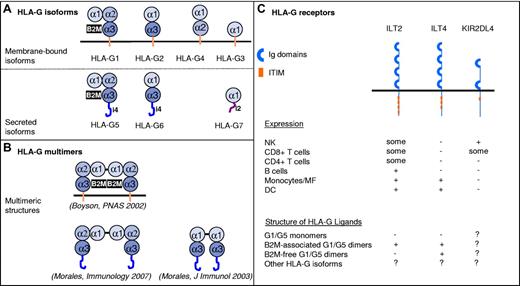 Figure 1. Structures and receptors of the HLA-G molecule. (A) The alternate splicing of a unique primary transcript yields 7 protein isoforms: truncated isoforms are generated by excision of 1 or 2 exons encoding globular (α) domains, whereas translation of intron 4 (i4) or intron 2 (i2) yields soluble isoforms that lack the transmembrane domain. (B) HLA-G molecules can form homodimers through the generation of Cys42-Cys42 disulfide bonds. Reported multimeric structures are presented and referenced. (C) Inhibitory receptors known to bind HLA-G. Basic structural organization and expression patterns are shown. The HLA-G structural configuration that these receptors are known to bind are indicated as follows: − indicates reported absence of binding or minor binding; +, reported binding; and ?, not reported.