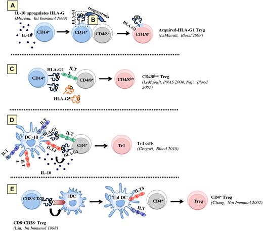 Figure 2. HLA-G/APCs/regulatory cell known interactions, including DC-10. Tolerogenic mechanisms that are dependent on HLA-G–expressing monocytes or DC-10 and that may cooperate to create a tolerogenic milieu enriched in IL-10 and soluble HLA-Gs, and induce Tregs. (A) IL-10 present in the microenvironment promotes the up-regulation of membrane-bound HLA-G1 on APCs, including monocytes. (B) After a short interaction with HLA-G1–expressing APCs, CD4+ or CD8+ T cells (and NK cells, not shown) acquire HLA-G1–containing membrane fragments (trogocytosis) and become temporary Tregs. (C) Both soluble and membrane-bound HLA-G expression on APCs induces Tregs, some of which are characterized by a CD4low and CD8low phenotype. (D) In the presence of IL-10 secreted by DC-10, the interactions between ILT4 and HLA-G1 on DC-10, and HLA-G1 and ILT2 on T cells, respectively, promote the induction of Tr1 cells. (E) CD8+CD28− T cells engage HLA class I on APCs and induce tolerogenic DCs, which overexpress ILT3 and ILT4.