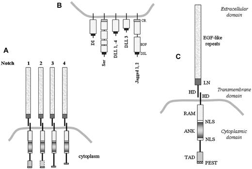 Figure 1. Structure of Notch proteins and their ligands. (A) Notch receptors: Notch 1-4 are presented on the cell surface as heterodimers. (B) Notch ligands: 2 transmembrane-bound ligands for Notch have been identified in Drosophila, named Delta (Dl) and Serrate (Ser). The vertebrates possess 3 Delta homologues, called Delta-like (DLL)–1, -3 and -4, and 2 Serrate homologues, Jagged 1 (JAG1) and Jagged 2 (JAG2). Serrate, Jagged 1 and Jagged 2 harbor a cysteine-rich domain (CR) after the EGF-like repeats. Jagged 1, Jagged 2 and DLL 1 bind to all the Notch receptors; DLL 3 binds to Notch 1; DLL 4 binds to Notch 1 and Notch 4. (C) Domain structure of the heterodimer Notch receptors: the ectodomain of Notch receptors contains EGF-like repeats and a cysteine-rich Notch/Lin12 domain (LN); this is followed by a transmembrane domain, the RAM domain and 6 ankyrin repeats (ANK), 2 nuclear-localization signals (NLSs), followed by the transactivation domain (TAD) and a PEST sequence.