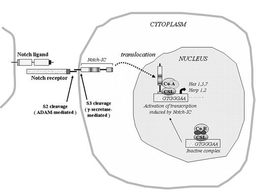 Figure 2. Notch intracellular pathway. Interaction of Notch receptors with their ligands, such as Delta-like or Jagged, leads to a cascade of proteolytic cleavages. The truncated receptor is then the substrate for a multiprotein complex formed by presenilin, nicastrin, Aph1 and Pen-2 with γ-secretase activity that cleaves Notch within its transmembrane domain, thus leading to the release of the intracellular domain (Notch-IC or NICD).99 The first cleavage (S2) is mediated by ADAM-type metalloproteases, called TACE (TNF-α converting enzyme) in vertebrates or Kuzbanian in Drosophila, followed by a further cleavage at S3 within the transmembrane domain mediated by γ-secretase activity of presenilins, which liberates the cytoplasmic domain-Notch intracellular domain. The free Notch-IC enters the nucleus and binds to the transcription factor CSL, which displaces corepressors (CoR) and recruits coactivators (CoA), leading to transcriptional activation of downstream target genes.