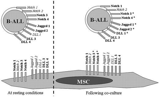 Figure 3. Notch signaling in the interactions between B-ALL cells and mesenchymal stromal cells. Interaction of Notch receptors and ligands expressed by bone marrow mesenchymal stromal cells (MSC), obtained from normal individuals and patients, and their counterparts expressed by B-ALL cells leads to the survival increase of leukemia cells and enhanced resistance to chemotherapeutical agents. Receptors and ligands written in bold mean strong expression, written in italics mean absent or weak expression. Jagged 1, Jagged 2, and DLL 1 bind to all the Notch receptors; DLL 3 binds to Notch 1; DLL 4 binds to Notch 1 and Notch 4. *Notch molecules involved in the antiapoptotic effects.29 For references, see text.