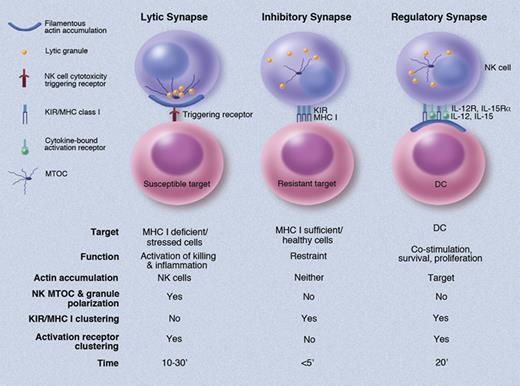 Three distinct types of NK-cell immunologic synapses. Differences between the three types of NK-cell immunologic synapses are depicted schematically with key details noted above each. These include the cell targeted, resulting NK-cell function, synaptic accumulation of actin filaments, polarization of the MTOC and lytic granules, clustering of KIR and MHC ligands, clustering of activation receptors, and the timeframe of formation. With regard to actin accumulation, it is required by the lytic synapse in the NK cell, the regulatory synapse in the DCs, and not at all by the inhibitory synapse. See symbol key in top left corner. Professional illustration by Marie Dauenheimer.