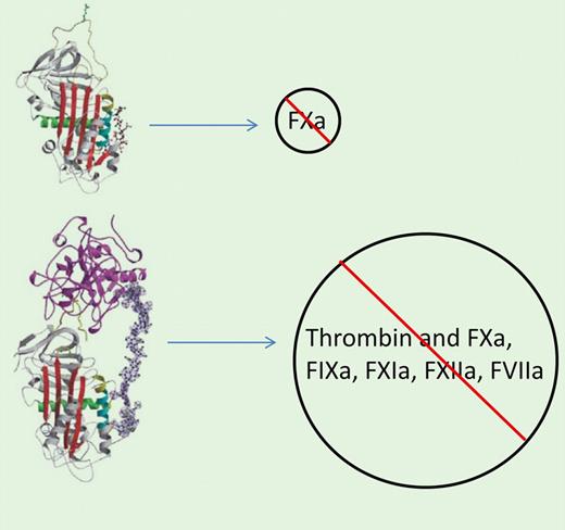 (A) Binding of the pentasaccharide fondaparinux to antithrombin induces a conformational change, increasing the inactivation primarily of FXa. (B) Complex between antithrombin and heparin greatly enhances the inactivation of thrombin as well as several additional activated coagulation factors. From Li et al.5