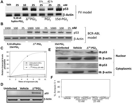 Figure 6. Treatment of LSCs in vitro with Δ12-PGJ3 increases p53 mRNA expression. Dose response of p53 mRNA expression in LSCs sorted from FV-infected (A) or BCR-ABL+ HSC–transplanted spleens (B). (C) Real-time PCR analysis of the time course of p53 expression in FV-LSCs treated with Δ12-PGJ3 or vehicle control. (D) Analysis of p53 mRNA expression in the spleens of FV-infected mice after treatment with Δ12-PGJ3 or vehicle control. (E) Analysis of nuclear and cytoplasmic p53 protein localization in FV-LSCs treated with Δ12-PGJ3 (25nM) or vehicle control. (F) Analysis of apoptosis of MEL cells treated with Δ12-PGJ3 or vehicle control. All data are representative 3 experiments.