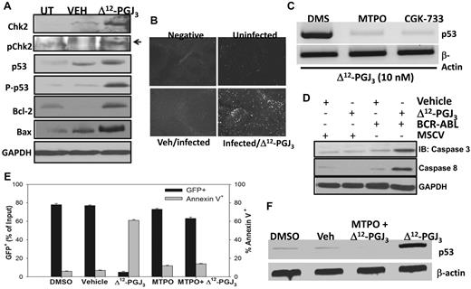 Figure 7. Activation of the ATM pathway is pivotal for the antileukemic effect of Δ12-PGJ3. (A) Western blot analysis of FV-LSCs treated with Δ12-PGJ3 or vehicle control. Cell lysates were probed with indicated Abs. (B) TUNEL assay of spleen sections from Δ12-PGJ3- or vehicle-treated, FV-infected mice. (C) Analysis of p53 transcript levels in FV-LSCs treated with Δ12-PGJ3 (25nM) or in combination with the ATM inhibitor MTPO (50nM), CGK-733 (1μM), or DMSO control. Representative results of 3 experiments are shown. (D) Western blot analysis of caspase-3 and caspase-8 activation. Whole cell lysates from spleens of mice transplanted with MSCV-GFP or BCR-ABL+ LSCs that were treated with vehicle or Δ12-PGJ3 (0.025 mg/kg) were probed with the indicated Abs. Lanes 1 through 4 represent MSCV-GFP+ HSC + vehicle, MSCV-GFP+ HSCs + Δ12-PGJ3, BCR-ABL+LSC + vehicle, and BCR-ABL+LSC + Δ12-PGJ3, respectively. Results shown are representative of n = 3 mice per group. (E) Analysis of the role of ATM in the Δ12-PGJ3–dependent apoptosis of BCR-ABL–GFP+ LSCs. LSCs were pretreated with MTPO (50nM) or vehicle followed by the addition of Δ12-PGJ3 (25nM). GFP+ and annexin V+ cells were analyzed using flow cytometry (n = 3). Shown are means ± SEM. (F) Analysis of p53 mRNA expression in BCR-ABL+ cells sorted from the spleens of mice transplanted with BCR-ABL+ LSCs followed by treatment with Δ12-PGJ3 (25nM) alone or in combination with the ATM inhibitor MTPO (50nM). Representative results of 3 experiments are shown.