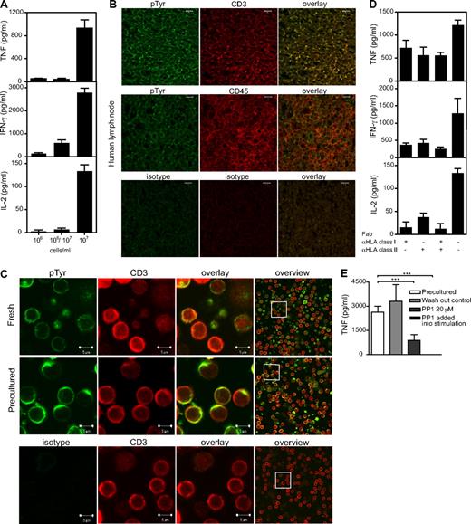 Figure 3. Role of cell-cell interaction and HLA recognition in acquisition of TGN1412 reactivity during high-density culture. (A) Cytokine release from cells precultured at high (107 cells/mL or 2 × 106 cells/cm2) or at low (106 cells/mL or 2 × 105 cells/cm2) density for 2 days, or at low density with a high-density transwell insert (106/107), and restimulated with 1 μg/mL TGN1412 for 24 hours. (B) Colocalization of CD3 with tyrosine-phosphorylated proteins in situ. Human lymph node sections were costained with anti–CD3 mAb (red) and anti–pTyr (green). Anti–CD45 mAb was included as a negative control. Appropriate isotype controls were used. (C) Fresh and high-density PBMCs were stained with anti–CD3 mAb (red) and anti–pTyr (green). An isotype control for pTyr was included. For statistical analysis of colocalization, see supplemental Figure 3. (D) High-density preculture of PBMCs was performed as described in Figure 1B. Fab fragments of mAb to HLA class I (W6/32) or HLA class II (Tü39) were added at 10 μg/mL. Secondary cultures were performed as in Figure 1. (E) The presence of Lck inhibitor PP1 throughout preculture affects TGN1412 response in secondary culture but is without effect when added as a short pulse before stimulation (washout control), and it fully blocks the response when added at the onset of the 24-hour stimulation. Two-way ANOVA: ***P ≤ .0001. Data are mean ± SD of triplicate samples.