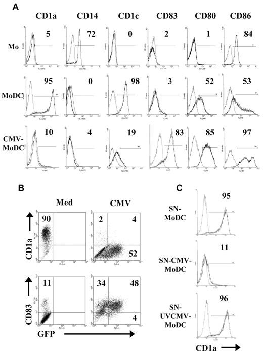 Figure 1. Abnormal phenotype of DCs derived from HCMV-infected monocytes results from a paracrine effect. Monocytes (Mo) were differentiated into DCs after mock-infection (MoDC) or infection with HCMV-VHLE (CMV-MoDC) by culture for 5 days with GM-CSF and IL-13. (A) Surface markers (CD1a, CD1c, CD14, CD83, CD80, and CD86) were analyzed by flow cytometry, and the percentages of positive cells was determined as indicated. (B) Monocytes were infected with BAC-TB40E/GFP and checked for GFP fluorescence and by flow cytometry after labeling with anti-CD1a and anti-CD83 Abs. (C) Monocytes were differentiated by culture for 5 days with GM-CSF and IL-13 standard medium supplemented with supernatants recovered from MoDC (SN-MoDC), MoDC infected with live CMV (SN-CMV-MoDC) or UV-inactivated CMV (SN-UVCMV-MoDC). Cells were labeled with PE-anti-CD1a Abs, and the percentage of CD1a+ cells was determined as indicated. Representative of ≥ 3 independent experiments.