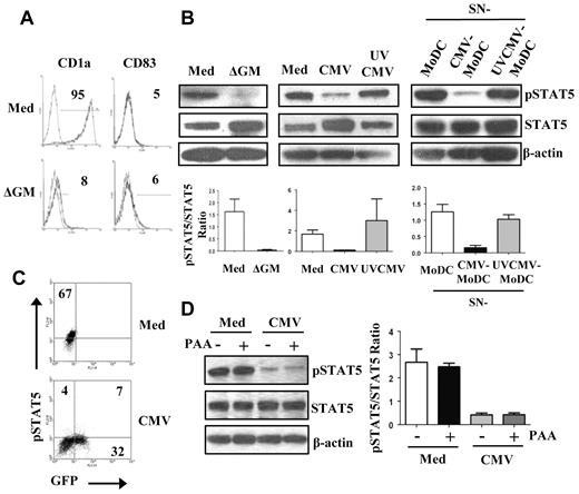 Figure 2. Paracrine inhibition of STAT5 phosphorylation in CMV-MoDCs. Monocytes were differentiated into DCs by culture with (MoDC) or without GM-CSF (ΔGM-MoDC) and IL-13. (A) The percentage of MoDCs (Med) and ΔGM-MoDC (ΔGM) cells bearing CD1a and CD83 was determined by flow cytometry with PE-Abs. (B) Total and phosphorylated STAT5 (pSTAT5) analyzed by Western blotting of cell lysates recovered from MoDCs (Med), ΔGM-MoDCs (ΔGM), cells issued from monocytes infected with live CMV (CMV), or UV-inactivated CMV (UVCMV), or monocytes incubated with supernatants from MoDC (SN-MoDC), CMV-MoDC (SN-CMV-MoDC), and UVCMV-MoDC (SN-UVCMV-MoDC). β-actin was used as control. The histograms below represent the quantification of 3 independent experiments. (C) The percentage of cells containing pSTAT5 after infection with BAC-TB40E/GFP was determined by flow cytometry after sequential labeling with a mouse monoclonal Ab specific for pSTAT5 (P-Y694) and PE-labeled anti–mouse Ab. (D) Total and phosphorylated STAT5 proteins were assayed by Western blotting of MoDCs (Med) and CMV-MoDCs (CMV) treated (+) or not (−) with PAA (250 μg/mL) during differentiation. The histogram (right) represents the quantification of 3 independent experiments. Representative of ≥ 3 independent experiments (A,C).