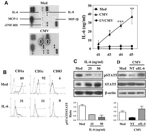 Figure 3. Increased IL-6 secretion by CMV-MoDCs and inhibition of STAT5 phosphorylation by IL-6. Monocytes were differentiated into DCs by culture for 5 days with GM-CSF and IL-13 after mock-infection (Med), infection with live (CMV-MoDC), or UV-inactivated CMV (UVCMV). (A) MoDCs (Med) and CMV-MoDCs (CMV) were differentiated by culture for 5 days; their inflammatory cytokines were assayed with a dedicated Ab array (Raybiotech), and IL-6 was quantified by CBA. (B) Monocytes were also differentiated in the presence of recombinant IL-6. The percentages of cells expressing CD1a, CD1c, and CD83 were determined by flow cytometry. (C-D) Total and phosphorylated STAT5 (pSTAT5) were analyzed by Western blotting of cell lysates of IL-6–MoDCs (IL-6) and CMV-MoDCs (CMV) or CMV-MoDCs treated with anti–IL-6 neutralizing Abs (αIL-6; 15 μg/mL). The histograms below their respective Western blots represent the quantification of 3 independent experiments. Error bars indicate the SD. Representative of ≥ 3 independent experiments.