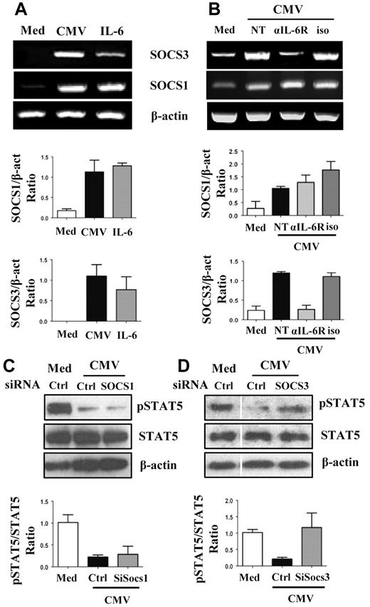 Figure 4. Increased SOCS3 and inhibition of STAT5 phosphorylation in CMV-MoDCs. (A-B) Mock-infected (Med), HCMV-infected (CMV), or IL-6–treated (50 ng/mL) monocytes were differentiated by culture with GM-CSF and IL-13 for 5 days. Alternatively, medium (NT), or neutralizing Ab against IL-6 receptor (αIL-6R; 15 μg/mL) or isotype Ab (iso; 15 μg/mL) was added to infected cells during differentiation. SOCS1, SOCS3, and β-actin mRNAs were analyzed by RT-PCR. (C-D) Total and phosphorylated STAT5 protein (pSTAT5) were assessed by Western blotting of mock-infected (Med) and HCMV-infected (CMV) cells. Cells were transfected with SOCS1, SOCS3, and control small interfering RNA (siRNA; Ctrl) as indicated. β-actin was used as control. The histograms below RT-PCR (A-B) and Western blots (C-D) represent the quantification of 3 independent experiments.