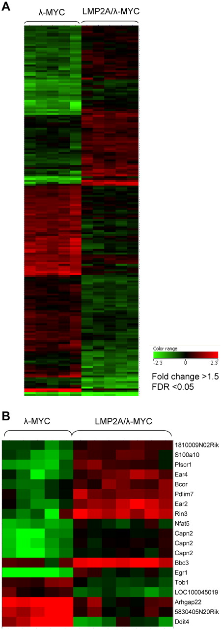 Figure 3. Differentially expressed probe sequences in tumor and pretumor B cells. Data analysis was performed using GeneSpringGX software. Probes were included if the fold change was greater than 1.5 and false discovery rate (adjusted P value) < .05. (A) A total of 199 probe sequences are differentially expressed in pretumor B cells. The 199 probes correspond to 187 unique genes, 77 are up-regulated in the LMP2A/λ-MYC samples, and 110 are down-regulated in the LMP2A/λ-MYC samples. (B) Nineteen probe sequences are differentially expressed in cervical lymph node tumor samples. The 19 probes correspond to 17 unique genes, 12 are up-regulated in the LMP2A/λ-MYC samples, and 5 are down-regulated in the LMP2A/λ-MYC samples.