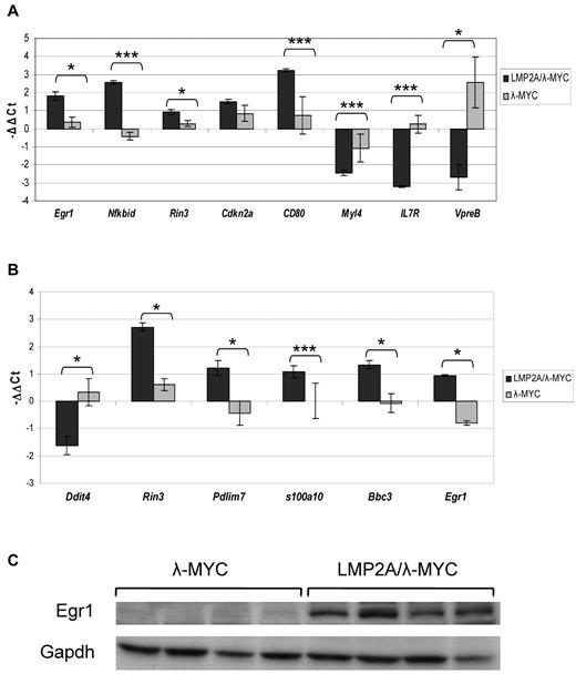 Figure 4. Validation of selected targets in pretumor and tumor B cells. RNA was isolated from purified B cells from 3-week-old λ-MYC and LMP2A/λ-MYC mice (A) or cervical lymph node tumor cells from tumor-burdened λ-MYC and LMP2A/λ-MYC mice (B) and converted to cDNA. Real-time RT-PCR analysis was performed using primers specific for the indicated target gene as well as the housekeeping gene Hprt. Each bar represents the average ΔΔCt for at least 3 different mice, and the ΔΔCt was calculated using one of the 3 individual λ-MYC mice as the reference sample to set the baseline for each gene. Error bars represent SEM. *P ≤ .05. ***P ≤ .01. (C) Immunoblot analysis shows Egr1 expression in tumor cells from LMP2A/λ-MYC mice and λ-MYC mice. Each lane represents a single tumor of the indicated genotype, and the data are representative of several immunoblot analyses.
