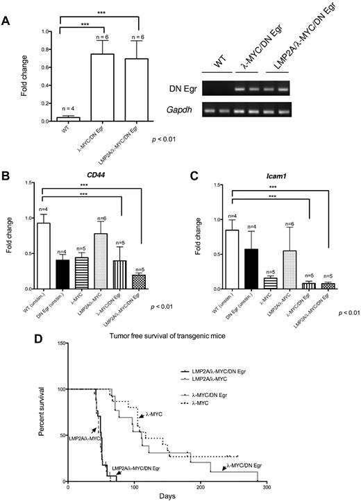 Figure 5. Generation of LMP2A/λ-MYC/DN Egr transgenic mice. RNA was isolated from cervical lymph node tumor cells from tumor-burdened transgenic mice of the indicated genotypes or purified B cells from wild-type and DN Egr transgenic mice. Real-time RT-PCR analysis was performed using primers specific for DN Egr (A), CD44 (B), and Icam-1 (C) as well as the housekeeping gene Gapdh. The inset in panel A represents RT-PCR products electrophoresed on 2% agarose gel from 1 experiment. unstim. indicates unstimulated B cells from wild-type and DN Egr mice. All RT-PCR data represent the mean ± SE from 3 independent experiments. The differences in gene expression of all groups were analyzed by 1-way ANOVA and Dunnett multiple comparison tests using wild-type as a control group. ***P < .01. (D) Kaplan-Meier curve shows percentage survival of each transgenic line, LMP2A/λ-MYC/DN Egr: n = 17, LMP2A/λ-MYC: n = 19, λ-MYC/DN Egr: n = 14, λ-MYC: n = 16. Mice were sacrificed when cervical lymph node tumors were observed, at which point the animals could generally survive for a maximum of 7 days.