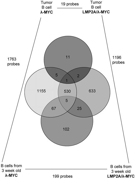 Figure 6. Overlapping gene lists in gene expression comparisons in tumor and pretumor B cells. Nineteen probes are significantly differentially expressed when comparing LMP2A/λ-MYC and λ-MYC tumor B cells. In contrast, 199 probes are differentially expressed when comparing LMP2A/λ-MYC and λ-MYC pretumor B cells. A total of 1196 probes and 1763 probes are differentially expressed when comparing pretumor B cells with tumor B cells in LMP2A/λ-MYC and λ-MYC, respectively. Each circle in the Venn diagram represents the probes that are differentially expressed in comparing the samples indicated in the corners. The probes that are differentially expressed in multiple comparisons are shown by the overlapping circles.