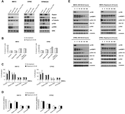 Figure 2. siRNA-mediated inhibition of Rictor and Raptor in MM cell lines. MM1S and OPM2 cells were transfected with scramble probe, Raptor, Rictor, or both siRNAs. (A) Whole-cell lysates were subjected to Western blot analysis using anti-Raptor, anti-Rictor, anti–p-Akt, anti–p-Erk, anti-Erk, and anti–α-tubulin Abs. (B) Cells were treated with rapamycin 25nM for 48 hours and apoptosis was assessed with annexin V. (C) MM1S and OPM2 knockdown cells were cultured with rapamycin 25nM for 48 hours in the presence or absence of BMSCs. Cell proliferation was assessed using the BrdU uptake assay. (D) Adhesion assay with MM1S and OPM2 knockdown cells to BMSCs in the presence or absence of rapamycin 25nM. All data represent means ± SD of quadruplicate experiments. (E) MM1S and OPM2 cells were cultured with control medium, rapamycin (5-100nM), or INK128 (5-100nM) for 5 hours. Whole lysates were subjected to Western blot analysis using p-rS6 Ser235/236, p-4EBP1 Thr 37/46, and α-tubulin.