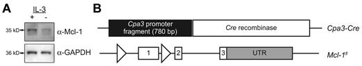Figure 1. Mcl-1 expressed by mast cells in vitro and maps of the Cpa3-Cre and Mcl-1fl transgenes. (A) Mcl-1 is expressed by mast cells in vitro. BMCMCs (5 × 105) from male wild-type C57BL/6J mice were subjected to electrophoresis and Western blotting using a polyclonal Ab against Mcl-1 (Rockland) and reprobed with anti-GAPDH Ab to show loading. Bands represent the long (35 kDa) and short (32 kDa) forms of Mcl-1. BMCMCs were cultured for 24 hours with 10% FCS alone (IL-3−) or FCS + IL-3 (IL-3+; 20% Wehi-3–conditioned medium). Expression of Mcl-1 decreased after 24 hours of culture in medium without added IL-3. Results are representative of those obtained in 6 independent experiments. (B) Map of the Cpa3-Cre transgene. A 780-bp fragment of the region just 5′ to the Cpa3 transcription start site was used to drive expression of Cre recombinase in vivo (Cpa3-Cre). These transgenic mice were bred with mice in which the first exon of Mcl-14 has been flanked by loxP sites (triangles).