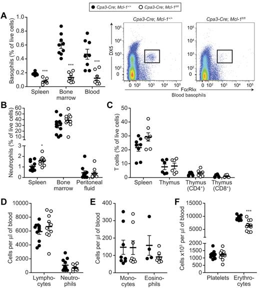 Figure 4. Cpa3-Cre; Mcl-1fl/fl mice have reduced numbers of basophils but not other leukocytes. (A-F) Percentages (A-C) or absolute numbers (D-F) of leukocytes (A-E) or platelets and erythrocytes (F) are depicted as values from individual mice, with bars indicating means ± SEM. *P < .05 and ***P < .001 versus corresponding values for Cpa3-Cre; Mcl-1+/+ mice (controls). All other comparisons are not significant (P > .05). (A) Left: Percentage of basophils (FcϵRIα+; DX5+; c-Kit−) in the live-cell population isolated from Cpa3-Cre mouse spleen (Mcl-1+/+, n = 6; Mcl-1fl/fl, n = 6), BM (Mcl-1+/+, n = 9; Mcl-1fl/fl, n = 8), or blood (Mcl-1+/+, n = 8; Mcl-1fl/fl, n = 8), as analyzed by flow cytometry. Right: Representative flow cytometry plots show comparable expression of FcϵRIα+ on basophils isolated from Cpa3-Cre; Mcl-1+/+ or Cpa3-Cre; Mcl-1fl/fl mouse blood. (B) Percentage of neutrophils (Gr-1+) in the live-cell population isolated from Cpa3-Cre mouse spleen, BM, or peritoneal lavage fluid (Mcl-1+/+, n = 11; Mcl-1fl/fl, n = 10), as analyzed by flow cytometry. (C) Percentage of T cells (CD3+) in the live-cell population isolated from Cpa3-Cre mouse spleen (Mcl-1+/+, n = 8; Mcl-1fl/fl, n = 7) or thymus (Mcl-1+/+, n = 6; Mcl-1fl/fl, n = 6), as analyzed by flow cytometry. (D) Numbers of lymphocytes and neutrophils in blood from Cpa3-Cre mice (Mcl-1+/+, n = 11; Mcl-1fl/fl, n = 10). (E) Numbers of monocytes (Mcl-1+/+, n = 8; Mcl-1fl/fl, n = 8) and eosinophils (Mcl-1+/+, n = 4; Mcl-1fl/fl, n = 7) in blood from Cpa3-Cre mice. (F) Numbers of platelets and erythrocytes in blood from Cpa3-Cre mice (Mcl-1+/+, n = 11; Mcl-1fl/fl, n = 10).