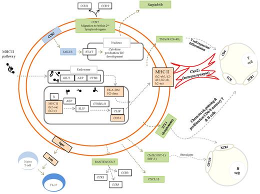Figure 3. Unique phenotype of rM. Authors' interpretation of key pathways defining rM are highlighted in color. For example, gold represents those genes central to antigen uptake and processing (all other genes in this pathway are in white and not enriched in rM); and green, chemokines and their receptors expressed/secreted by rM that trigger T-/B-cell chemoattraction or that which facilitate lymphocyte expansion/differentiation or T-cell/rM interaction, such as Clec2i, TNFsf4/OX, and XCL1.